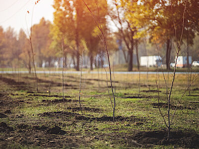 Forestazione urbana: il Piano del Ministero dell’Ambiente