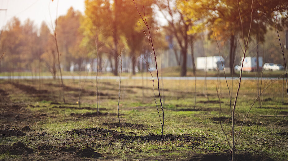 Forestazione urbana: il Piano del Ministero dell’Ambiente