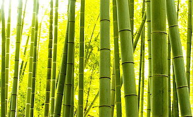 Pavi Bamboo